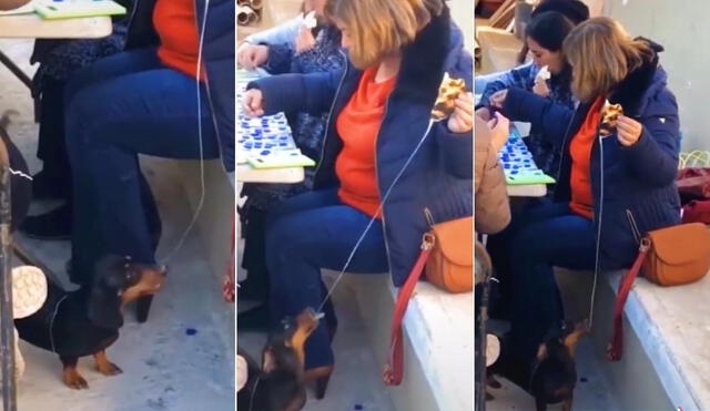 La viral escena del perrito astuto, que logró obtener millones de reproducciones en poco tiempo y fue compartido por los usuarios en diferentes redes sociales. Foto: captura de TikTok