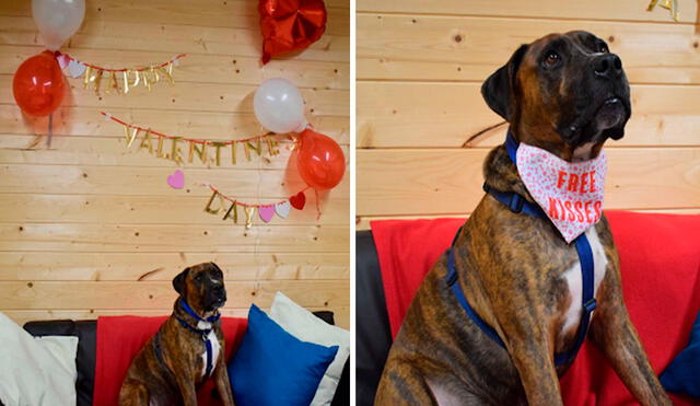Los voluntarios de un refugio aprovecharon las celebraciones de San Valentín para encontrarle un hogar a un animal, pero nada salió como lo esperado. Foto: Battersea Dogs & Cats Home