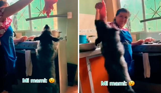 Una joven grabó el preciso momento en que su perro dio un gran salto para apoderarse de un pedazo de carne que su madre sostenía en su mano. Foto: captura de Facebook