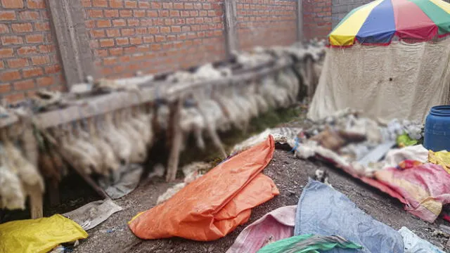 Las autoridades municipales realizaron el operativo debido a las constantes quejas de los vecinos por el olor pestilente y acumulación de moscas. Foto: composición LR/Municipalidad de San Román