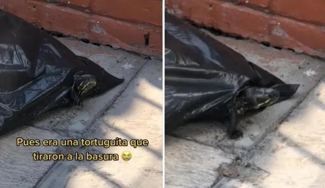 Los usuarios se sorprendieron cuando se enteraron que realmente eran 2 tortugas las que habían desaparecido de la casa de sus dueños. Foto: captura de TikTok