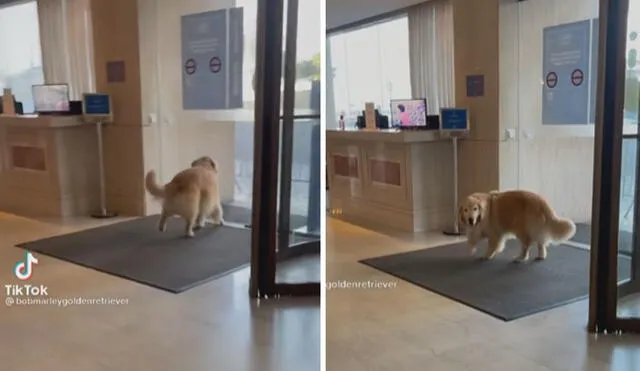 El travieso can quiso ir por su cuenta, pero todo acabó en una graciosa escena. Foto: captura de TikTok