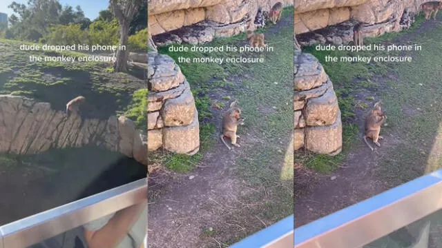 Esto ocurrió en un zoológico de San Diego, California, USA. Foto: captura de YouTube