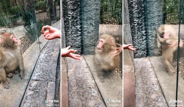 El pequeño mono reaccionó con saltos como demostrando que realmente se había sorprendido al ver el gran truco. Foto: captura de TikTok