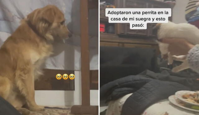 El can no soportó saber que ya no será el único consentido y se mostró triste al conocer a su 'hermanita'. Foto: captura de TikTok