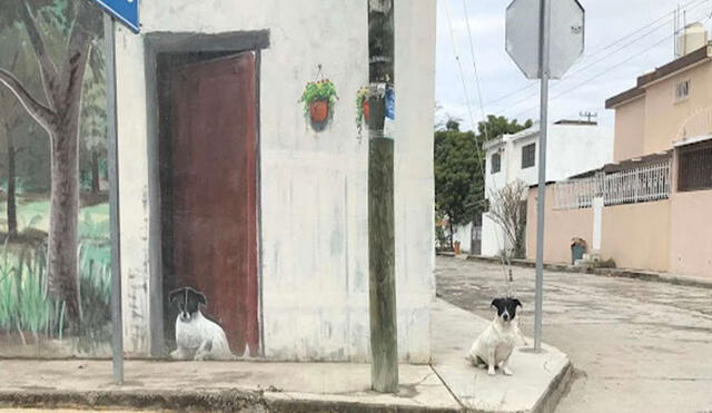 Todos los días, el perrito se pone frente a la obra maestra de su dueño para que lo vean sus vecinos. Foto: Alberto Gallardo Vázquez/ Facebook