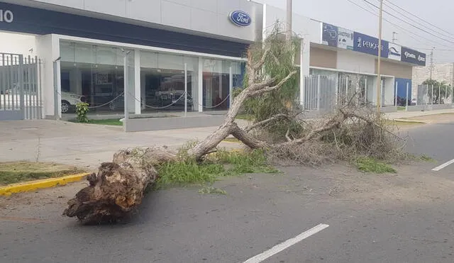 Los serenos refieren que el árbol había caído hacia la avenida, por lo que han procedido a colocarlo en el lado de la vereda. Foto: URPI-GLR