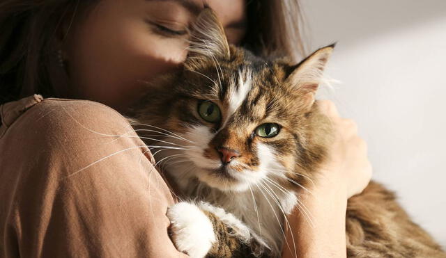 Los gatos se caracterizan por contar con un instinto cazador y ser independientes. Foto: elconfidencial