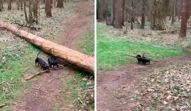 Un joven grabó el preciso momento en que sus mascotas se unieron para sostener un pesado trozo de madera que encontraron en un bosque. Foto: captura de Facebook