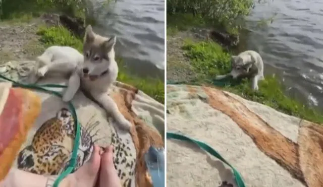 El gracioso 'blooper' que cometió este perrito se volvió viral en las redes sociales. Foto: captura de TikTok