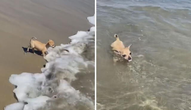 El pequeño can ha cautivado en las redes sociales con su peculiar reacción frente al mar. Foto: captura de TikTok