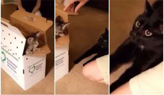 La impactante reacción de un gato cuando ve a un nuevo minino adoptado por su familia. Foto: captura de TikTok.