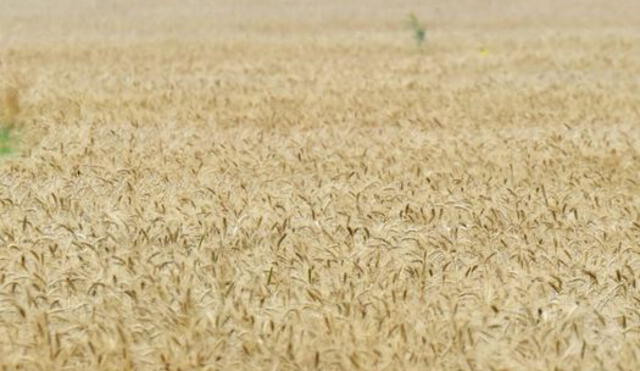 Analistas aseguran que existen factores probables para que los altos niveles de importación del trigo continúen en los próximos meses. Foto: AFP