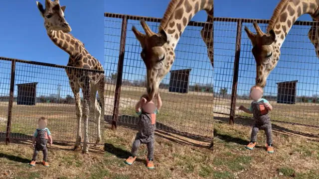 Esto ocurrió durante una excursión familiar a un safari de Misuri. Foto: captura de YouTube