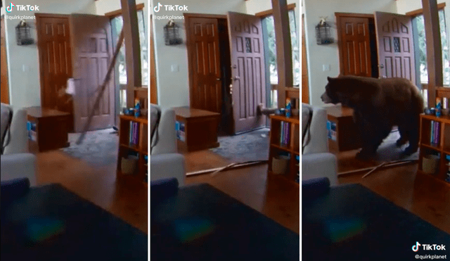 El hambriento oso ingresó violentamente a la vivienda para buscar comida. Foto: captura de TikTok