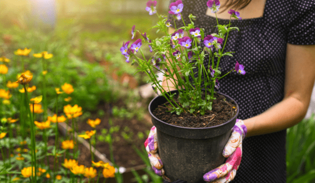 Aprende a mantener bien cuidado tu jardín en verano con los siguientes trucos ecológicos. Foto: El Popular