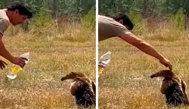 Un hombre detuvo sus labores y se acercó con cuidado a un indefenso animal que necesitaba de su ayuda a causa de un siniestro. Foto: captura de YouTube