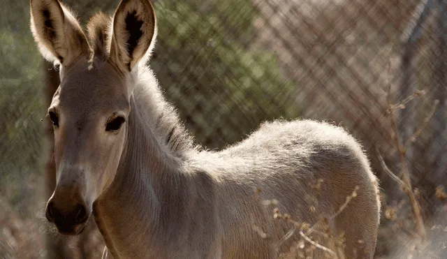 Tras el ataque, el dueño del burro fue trasladado al hospital más cercano debido a las lesiones. Foto: AFP