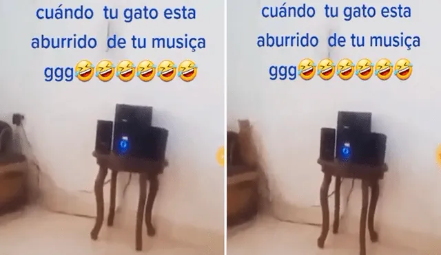 El gatito no soportó la forma de cantar de su dueño y tomó una decisión drástica. Foto: captura de TikTok