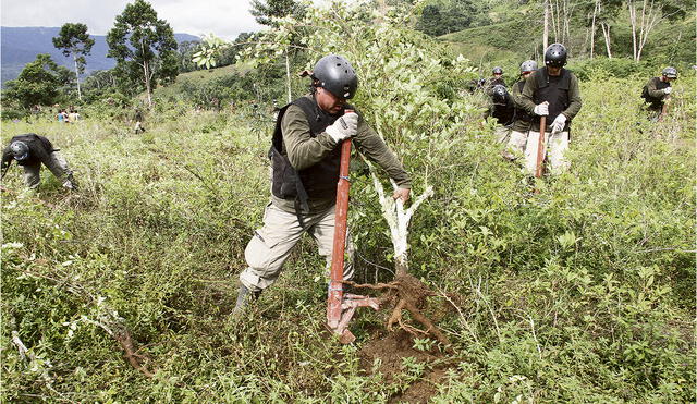 Cocales. Erradicación forzada de cultivos debería dar paso a la acción concertada y voluntaria. Foto: Virgilio Grajeda/La República