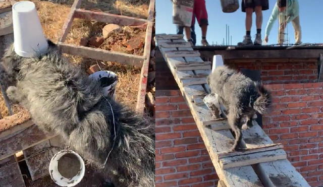 El perrito subió hacia el techo de la casa de sus dueños para llevar sus dos paquetes de mezcla de concreto. Foto: captura de TikTok