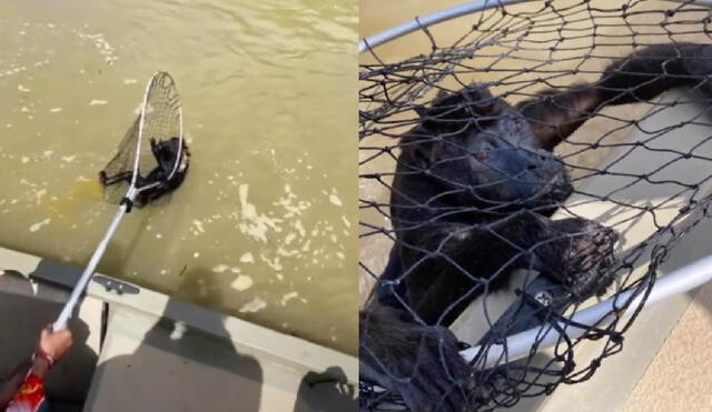 La Marina de Tabasco rescató al mono aullador con la ayuda de una red de pescar. Foto: captura de TikTok