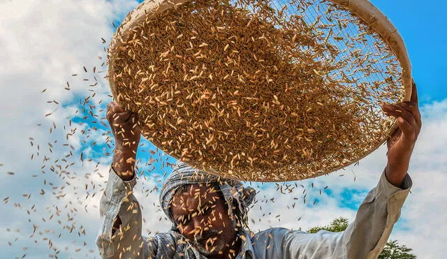 Ucrania y Rusia representan más de una cuarta parte del comercio mundial de trigo. Foto: AFP