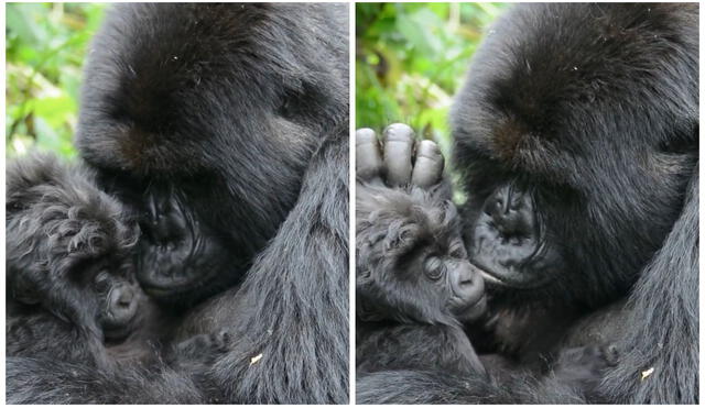 TikTok viral: gorila adopta a pequeño primate que quedó huérfano y lo cuida como si fuera suyo. Foto: captura de TikTok.