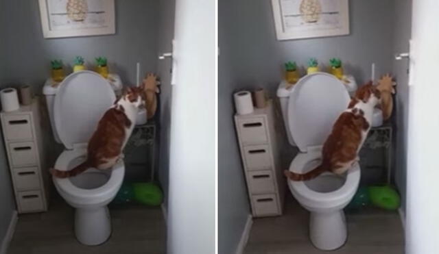 Las imágenes de este gatito en el inodoro se volvieron tendencia en las redes sociales. Foto: captura de TikTok