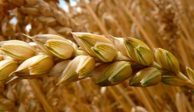 Los contratos de futuros del trigo se cerraron la semana pasada en alrededor de los 8,967 dólares por bushel, frente a los 9,44 dólares observados el jueves. Foto: EFE