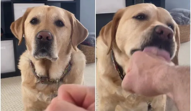 TikTok viral: joven da su primera lección de combate a su perro, pero este tiene tierna reacción. Foto: captura de TikTok.