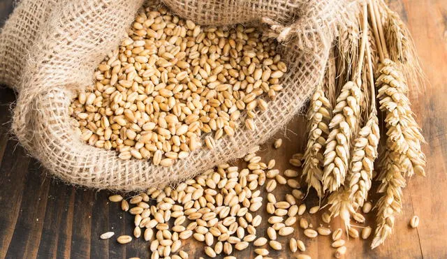 Importaciones peruanas de trigo podrían verse afectadas por el conflicto en marcha al este de Europa. Foto: Envato.
