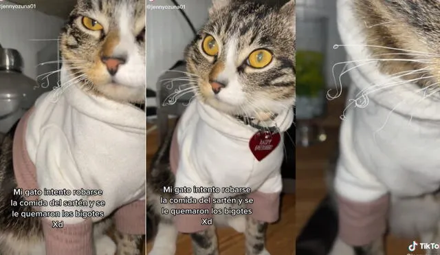 El gatito Raspy ha llamado la atención de miles de usuarios, por lo que el clip que protagoniza tiene más de 2 millones de visualizaciones. Foto: captura de TikTok