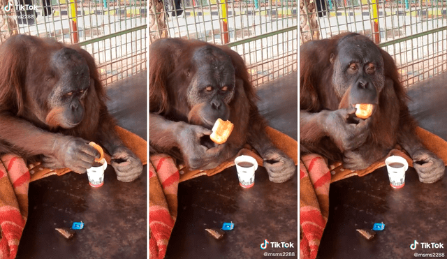 El orangután llamó la atención de los usuarios en redes al tener un comportamiento similar al de un humano. Foto: captura de TikTok