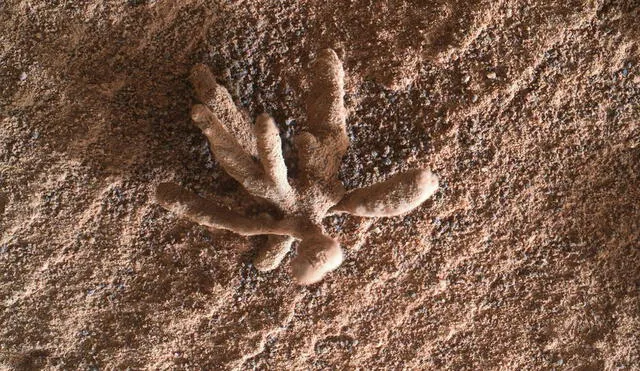 La denominada "flor marciana" fue captada en Marte este 25 de febrero por el Curiosity. Foto: NASA