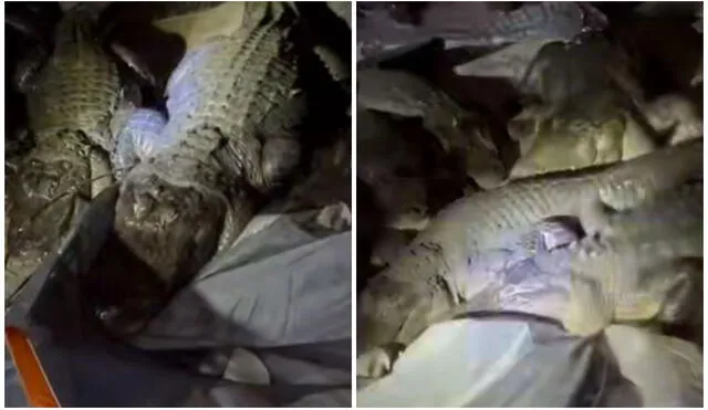 TikTok viral: cocodrilos invaden tienda de un campista mientras se encontraba descansando. Foto: captura de TikTok.