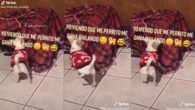 El perro bailando al escuchar el tema musical de cumbia. Foto: captura de TikTok