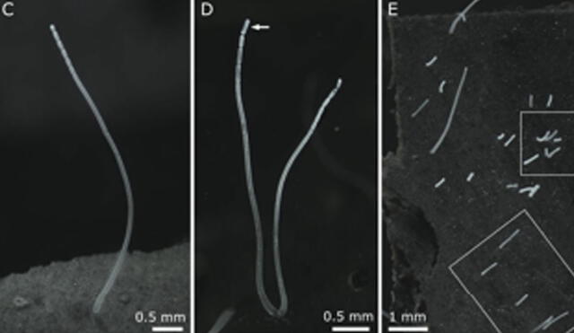 Ejemplares de Thiomargarita magnifica la especie de bacteria recién descubierta. La flecha indica su segmento terminal. Fotos: Volland et al.
