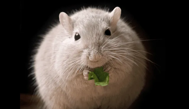 Descubre los mejores trucos caseros para ahuyentar a las ratas. Foto: AFP