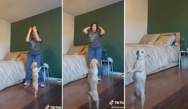Miles de usuarios han quedado cautivados al ver a este curioso perrito bailando reggaetón. Foto: captura de TikTok