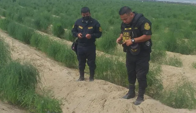 Cadáver de policía fue encontrado en medio de unas chacras, del sector Los Portales de Salaverry. Foto; Perú Sin Fronteras