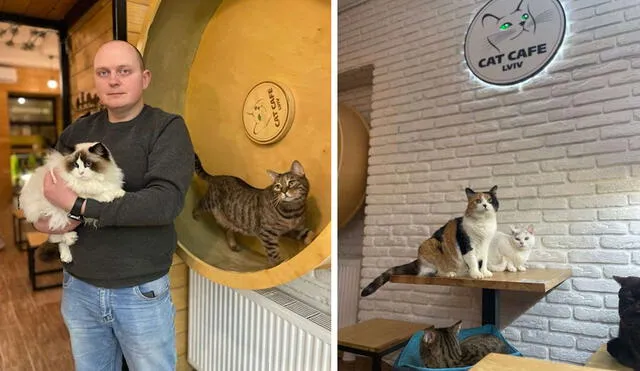 Miles de personas alrededor del mundo le han hecho donaciones económicas, por ello, el dueño decidió darle la mitad al Ejército ucraniano. Foto: Cat Café Lviv/ Facebook