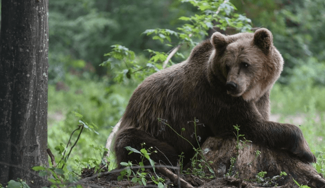 El oso es símbolo del partido Rusia Unida. Foto: EFE