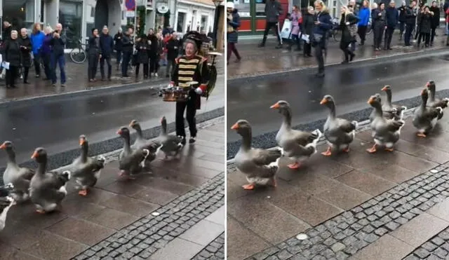 Las singulares aves cautivaron a miles de usuarios, quienes compartieron el clip en diferentes redes sociales. Foto: captura de TikTok