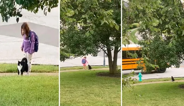 Una mujer se asomó a su ventana y no imaginó que sería testigo de una tierna escena, debido a que su gato no se separaba de su hija para cuidarla. Foto: captura de Facebook