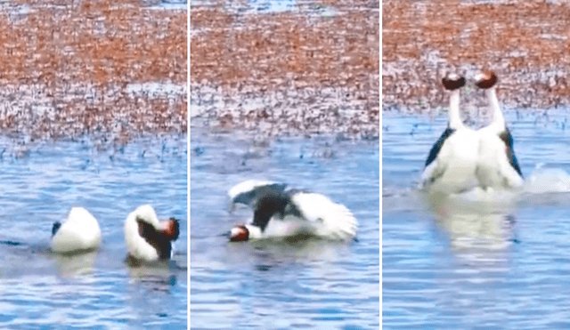 Según expertos en comportamiento animal, los cisnes realizan estos movimientos como parte de su apareamiento. Foto: captura de TikTok