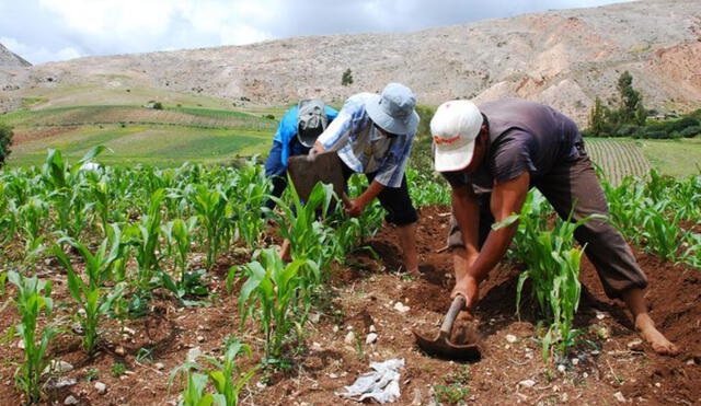 El año pasado, el precio de los fertilizantes se elevó hasta en 128% y se convirtió en uno de los principales problemas que afectó a los agricultores locales. Foto: Andina.