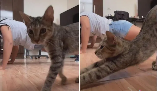 Miles de usuarios quedaron impactados al ver la conducta de este travieso gatito. Foto: captura de TikTok