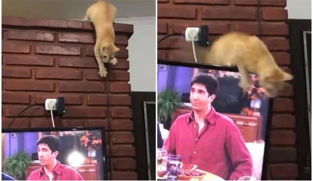 Travieso gatito destruye el televisor de su dueña mientras ella miraba Friends. Foto: captura de TikTok.