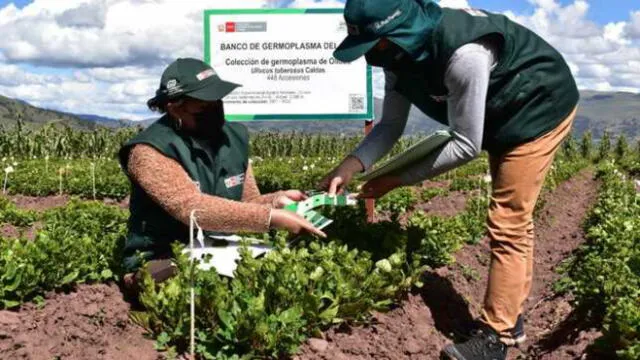 Estudio permitirá conocer la capacidad genética de este cultivo. Foto: INIA